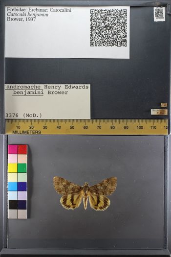 Media type: image;   Entomology 749333